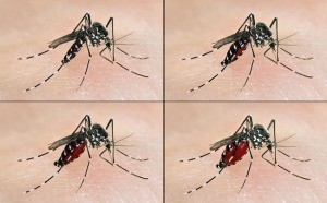 Tiger mosquito (Aedes albopictus) having a blood meal